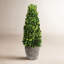 Alby Faux Plant-627489289