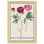 Red And Pink Peony Botanical Study by Oliver Gal