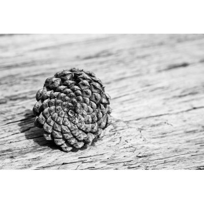 Pinecone