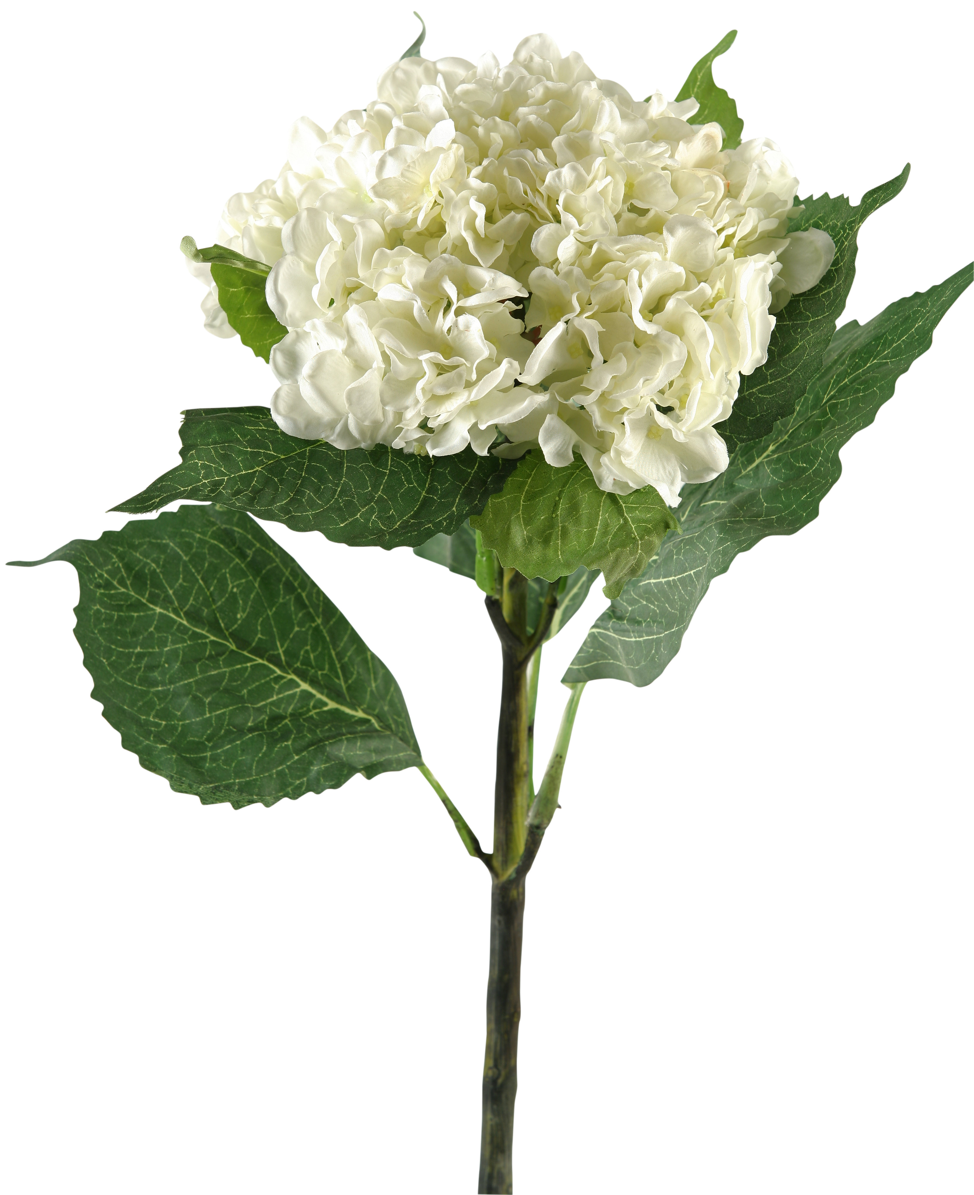 Hydrangea Stalk Charlton Home® Hydrangea Stem & Reviews | Wayfair