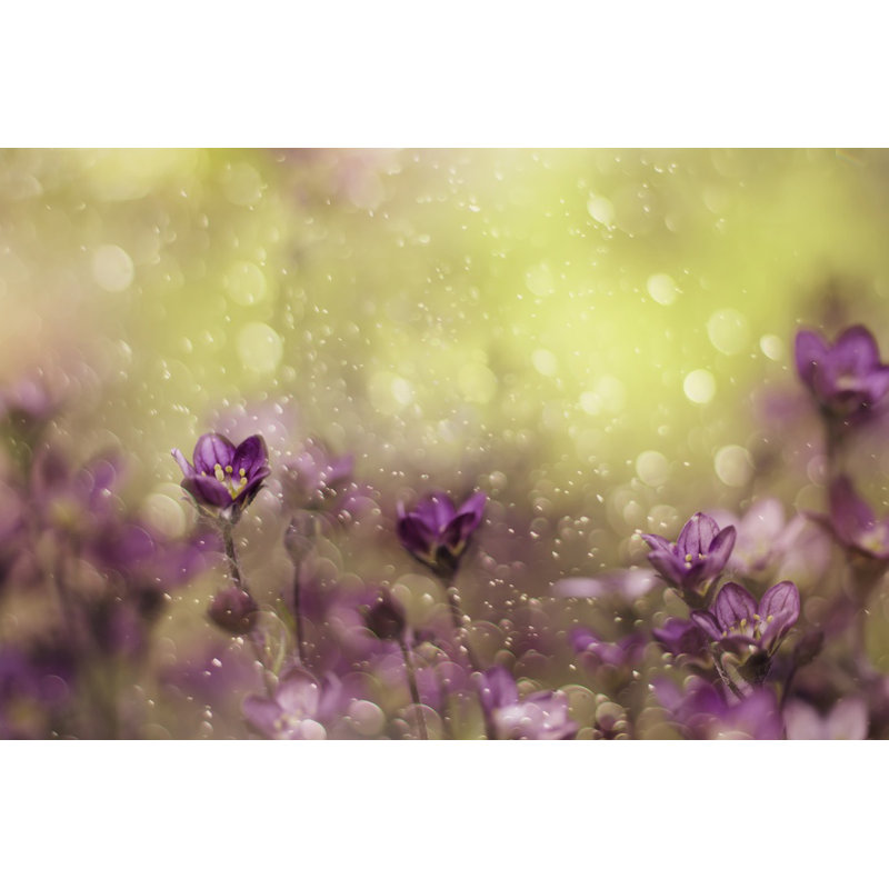 Wrapped Canvas Print, 50.8 cm H x 76.2 cm W
