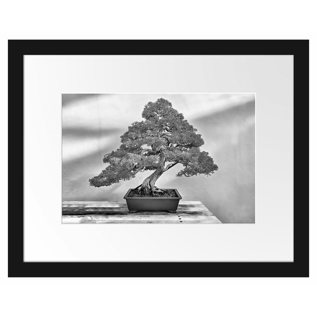 Gerahmtes Poster Bonsai Baum