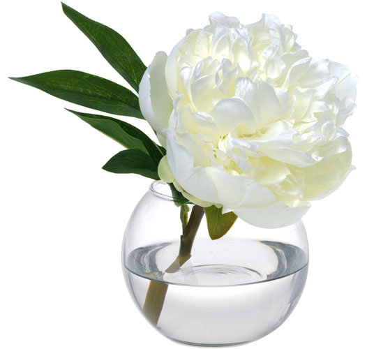 Peony Blossom in Glass Vase, White