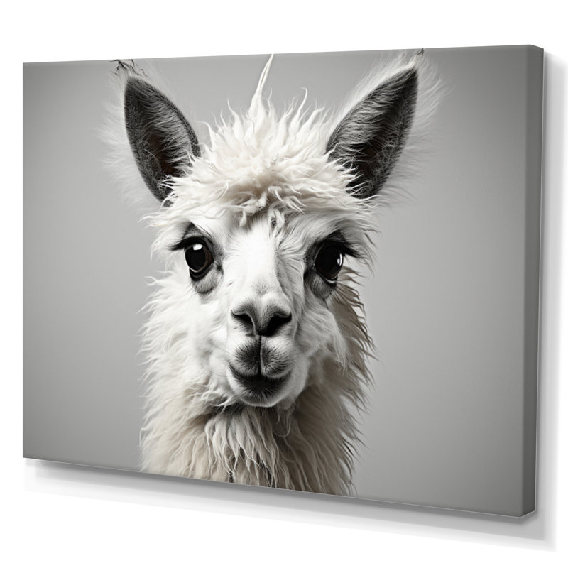 " Grey Llama Gentle Llama ", 12" H x 20" W, Toile tendue