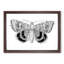 Sleepy Underwing Moth by S.F. Denton - Picture Frame Painting Print-55619411-55619413