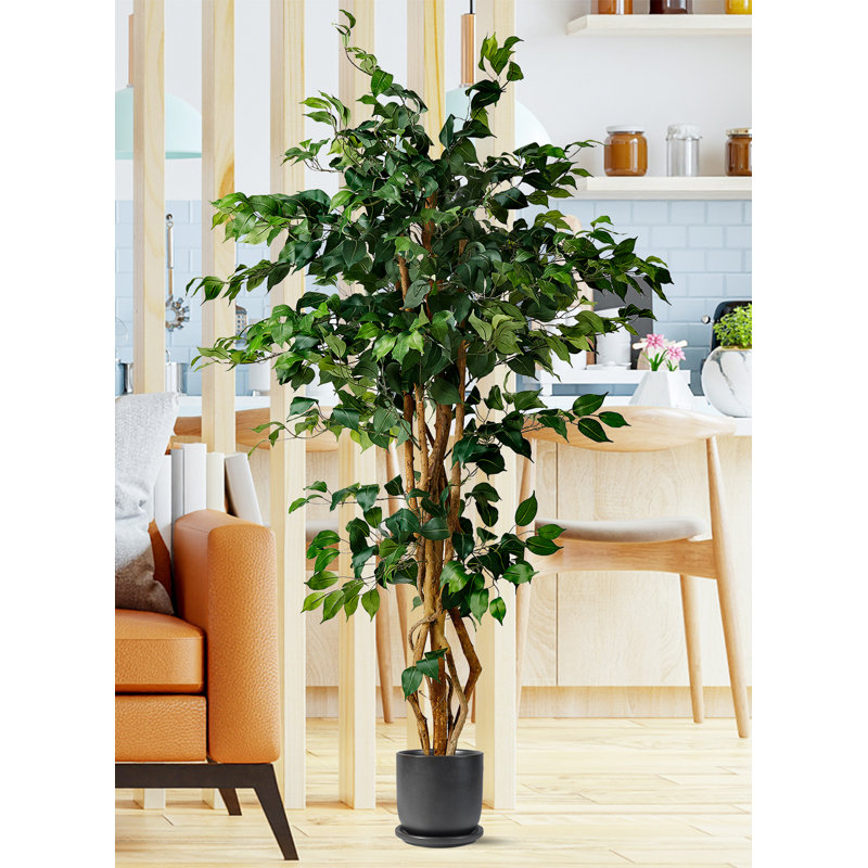 Arbre ficus en pot