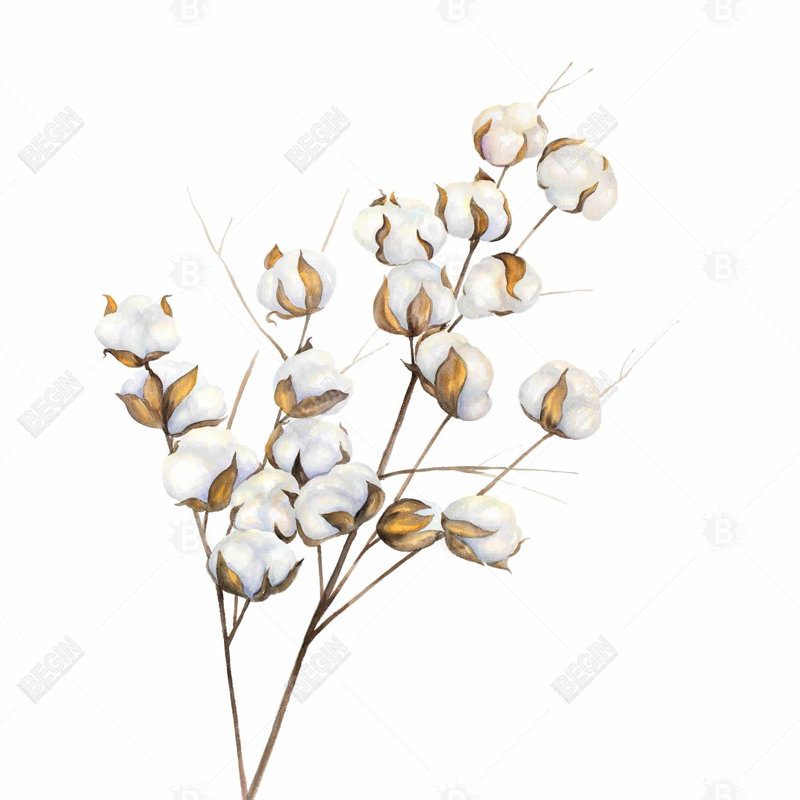 "Une branche de fleurs de coton"
