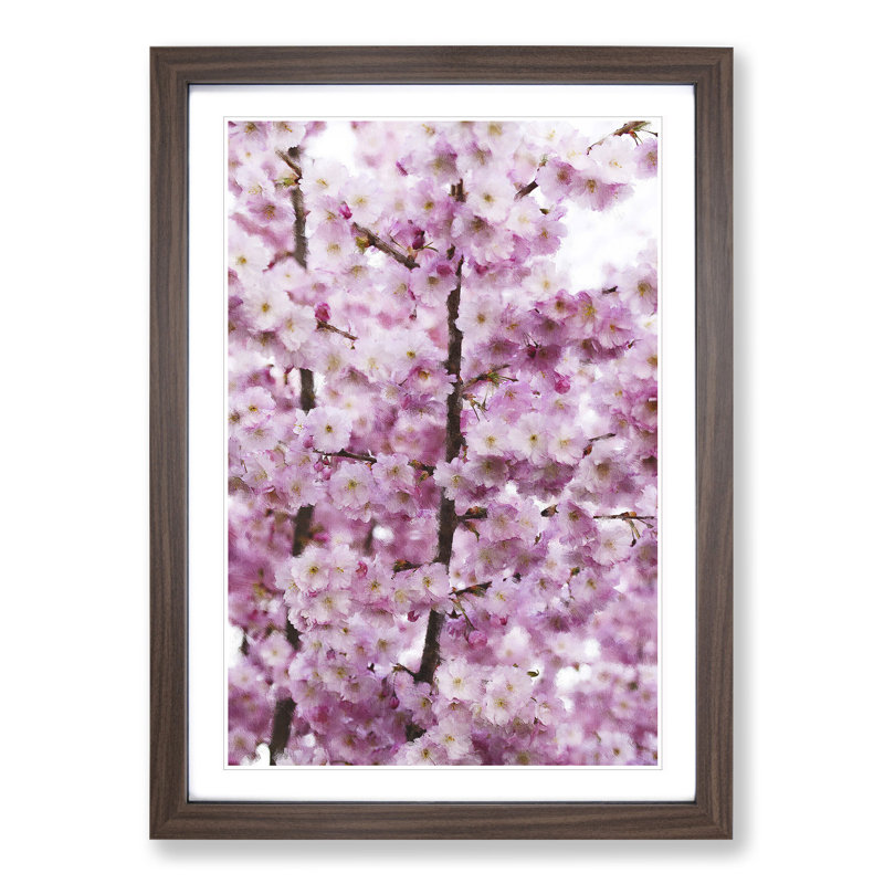 Pink Cherry Blossom Flowers Vol.2 - Picture Frame Graphic Art, 48cm H x 36cm W x 2cm D, Walnut Framed