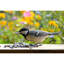 Amillianna Sunflower Seeds Bird Seed