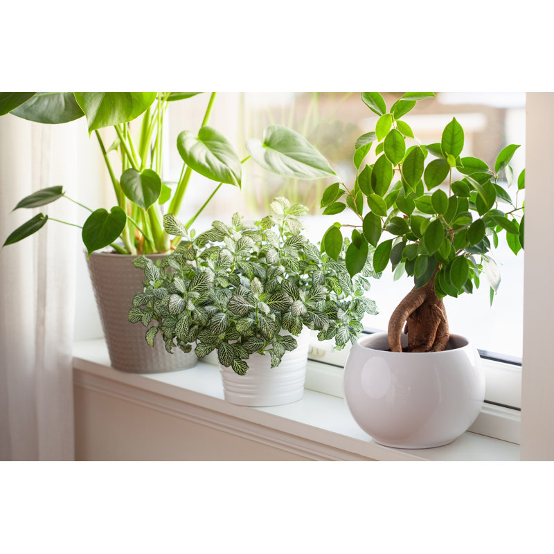White Flowerpots - Photographie sur toile tendue, H 8 po x l 12 po