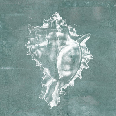 Solitary Shell I by Jennifer Goldberger - Wrapped Canvas Painting