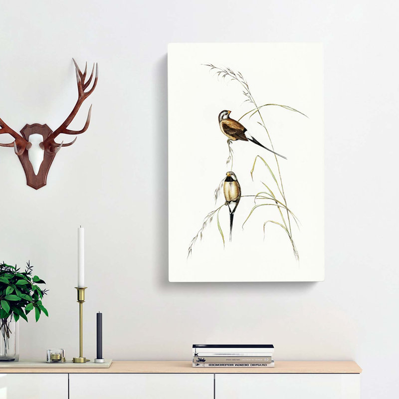 Long-Tailed Grass Finch by Elizabeth Gould - Wrapped Canvas Art - Wrapped Canvas, 50cm H x 35cm W x 3cm D