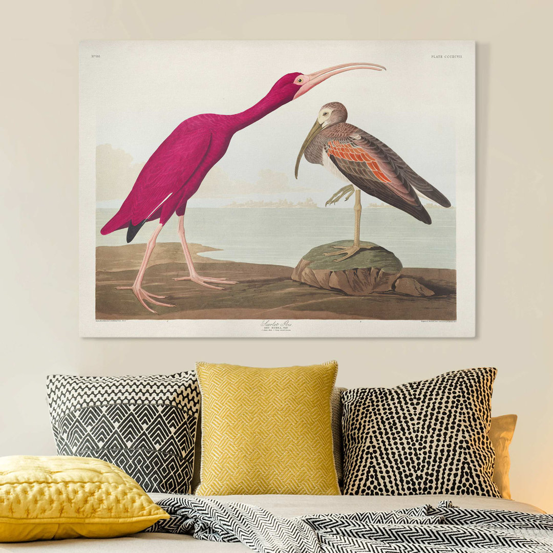 Leinwandbild - Vintage Lehrtafel Roter Ibis Rechteck 1387