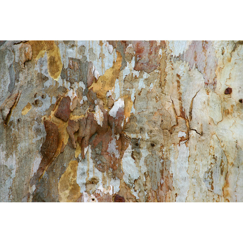 Eucalyptus Tree Bark - Wrapped Canvas Print, 61cm H x 91cm W