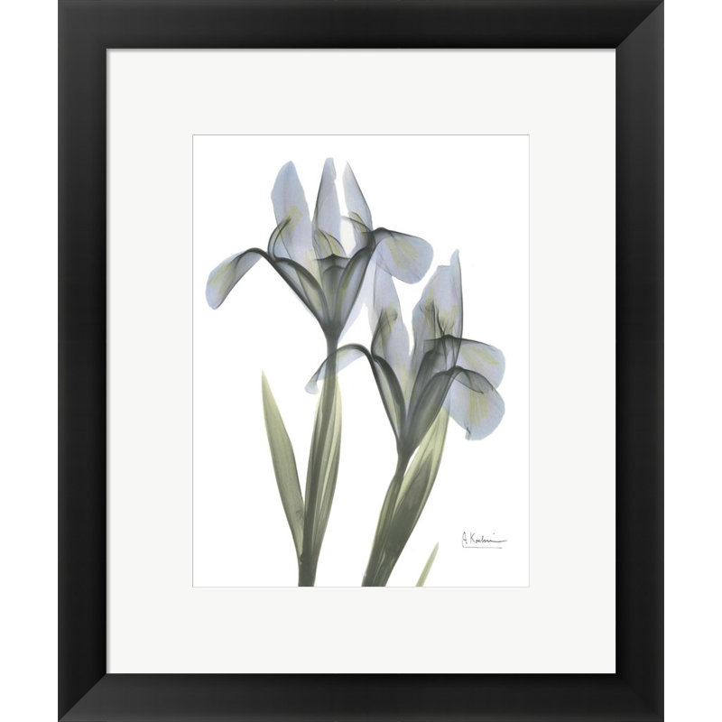 «Blue Floral X-Ray Iris» par Albert Koetsier - impression encadrée