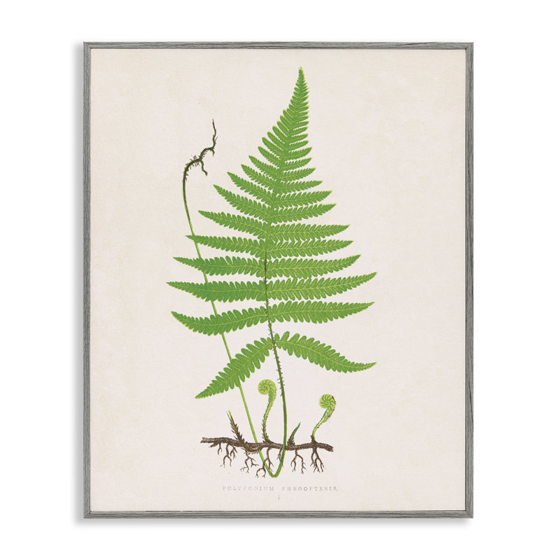 Dessin de giclée de fougères enroulées et enroulées, design par Phillipa Katz, H 20 po x l 16 po, Estampe numérique Farmhouse