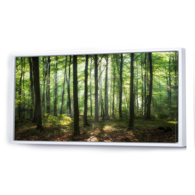 «Sunny Morning Magic Forest IV» - photographie sur toile, Cadre blanc, H 12 po x l 20 po x P 1 po