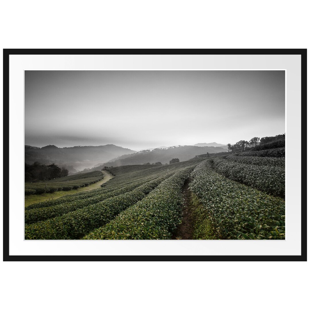 Teeplantage Sonnenaufgang Gerahmter Fotokunstdruck Poster