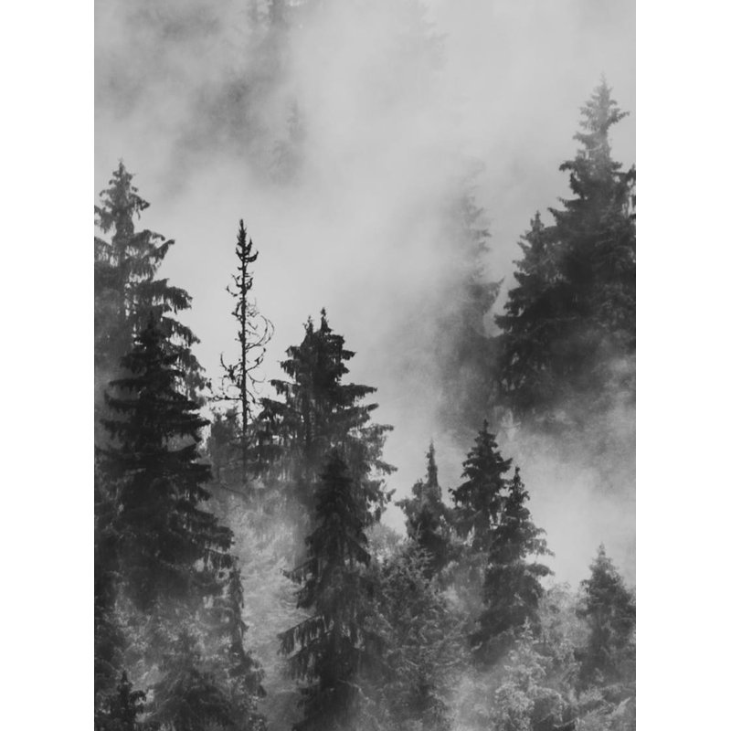 Murale à peindre Jed Morning Forest, L 108 po x l 144 po