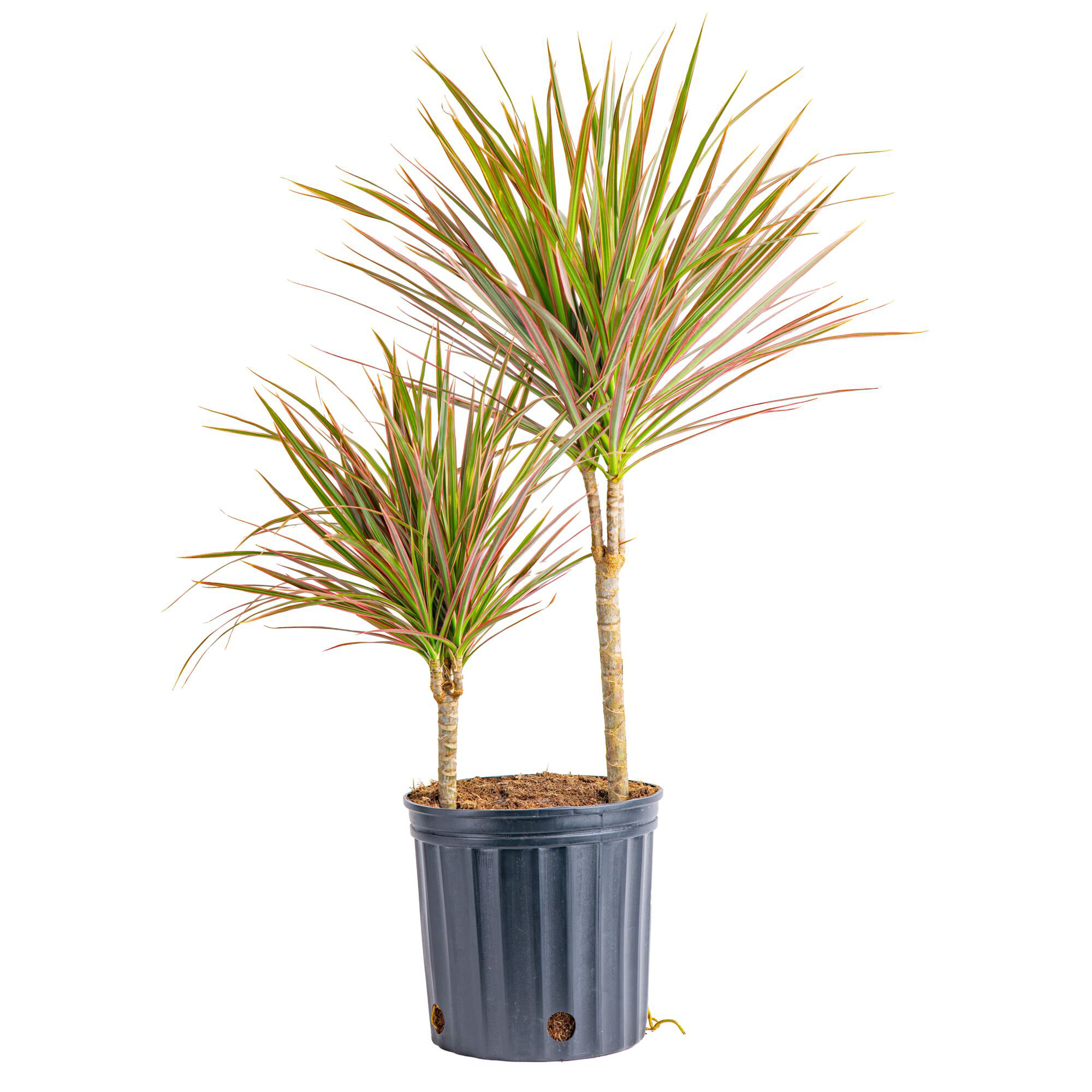 Costa Farms Indoor Dracaena Marginata Madagascar Dragon Tree House Plant in 10-inch Grow Pot