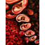 Oreilles - Hear The Noise | Acrylique sur toile | Par Dipa Talukder