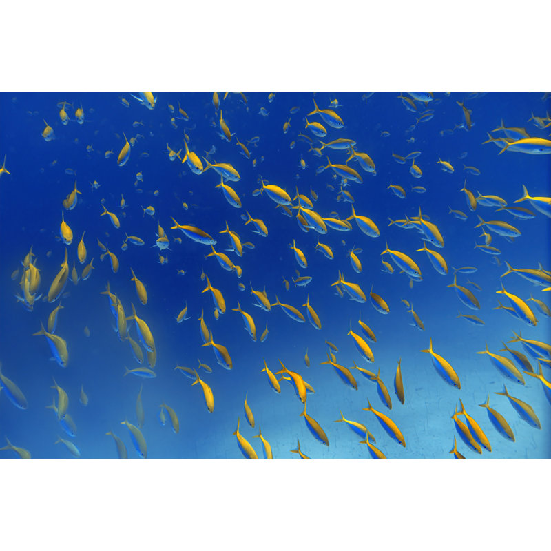 Wrapped Canvas Print, 50.8 cm H x 76.2 cm W