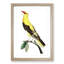 Golden Oriole Bird by George Shaw - Picture Frame Painting Print-55621112-55621113