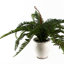 40cm Faux Plant in Ceramic Pot