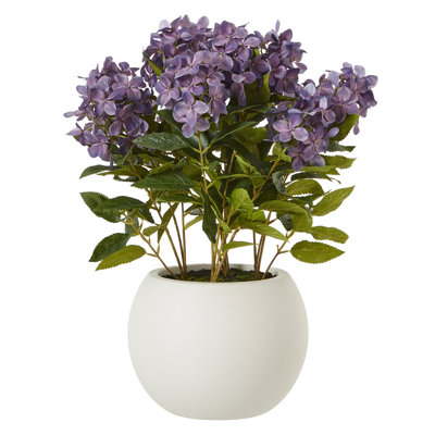 Medium Hydrangea Plant In Pot