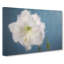 White Amaryllis Flower in Abstract - Wrapped Canvas-55303939