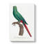 Emerald Parakeet by F. Levaillant - Wrapped Canvas-55370423