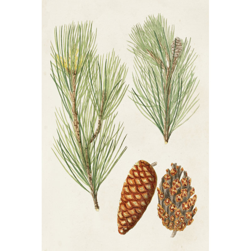 Antique Pine Cones I - Painting, 122 cm H x 81 cm W, Black Floater Framed
