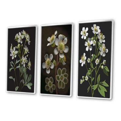 «Blossoming Diphylleia Grayi On Black», 3 pièces