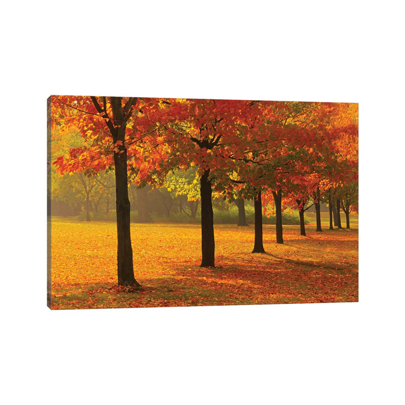 Canada, Ontario, Guelph. Sugar Maple Trees In Autumn. - Wrapped Canvas Painting