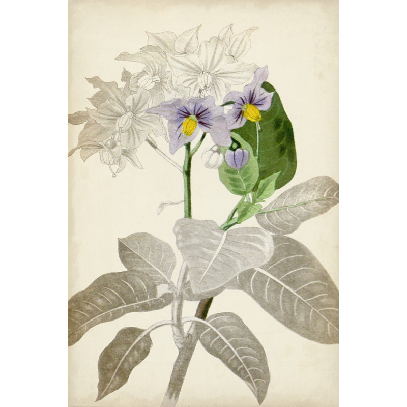 Silvery Botanicals IX by Vision Studio - Wrapped Canvas Painting, 122cm H x 81cm W