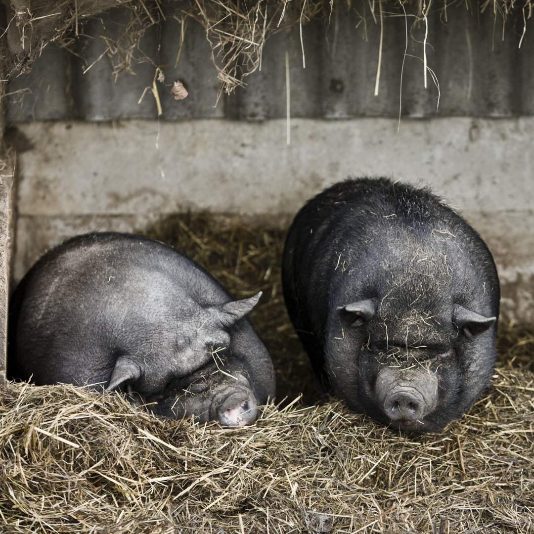 Hängebauchschweine von Tma1 - Leinwand Kunstdrucke