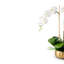 Wynn RealTouch Orchid-224344488