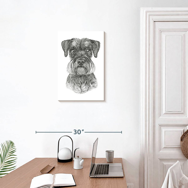 Schnauzer Brampt, H 24 po x l 16 po