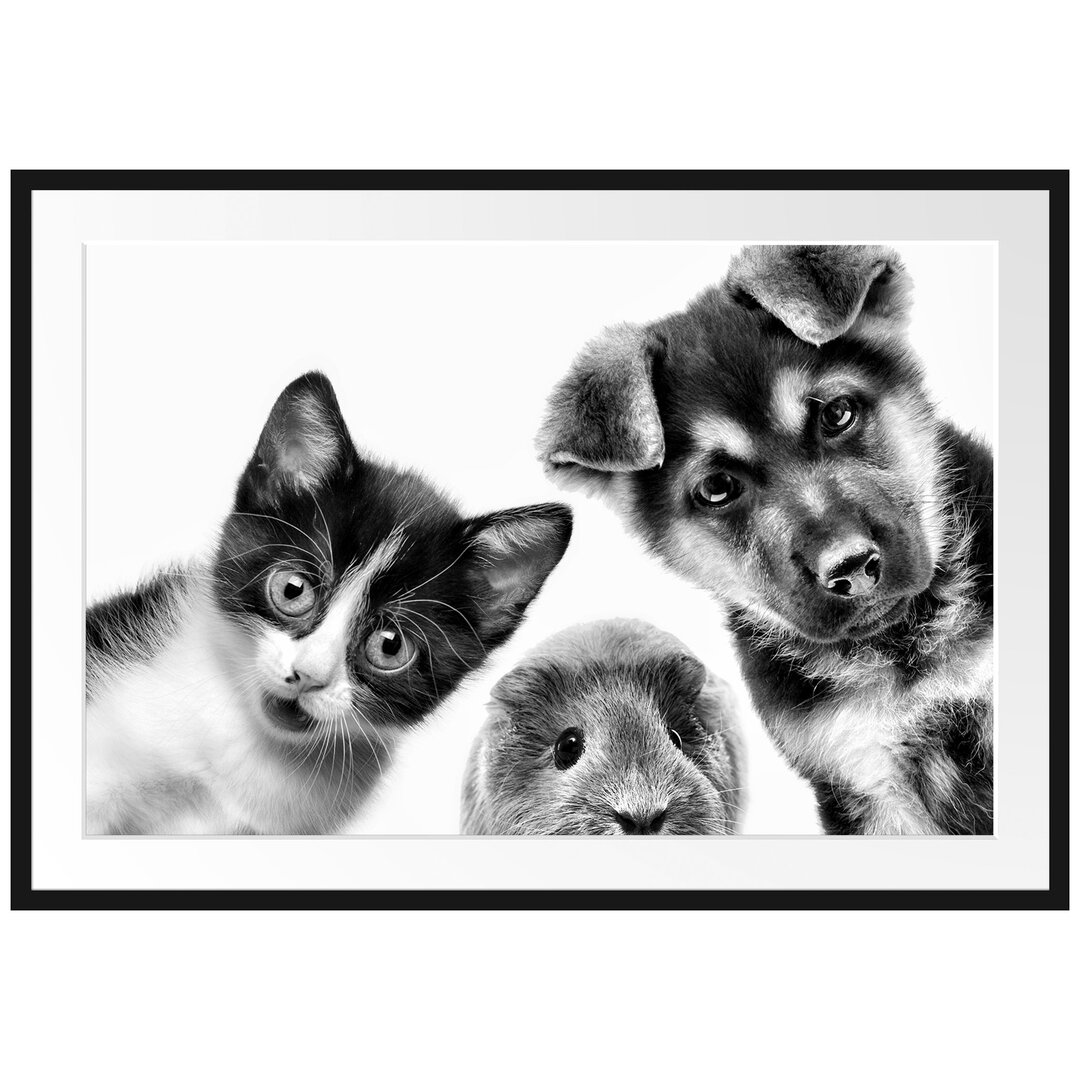 Gerahmtes Poster Trio Hund Katze Meerschwein