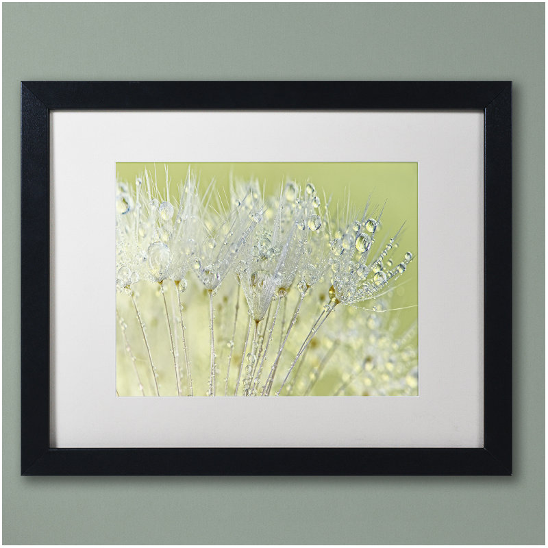 « pissenlit rosée i », reproduction de photo sur toile encadrée, H 11 po x l 14 po x P 0,5 po, Noir