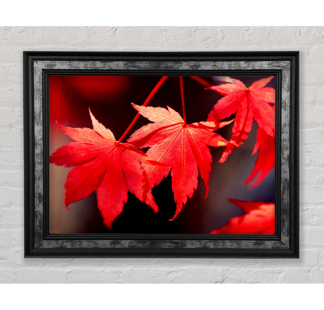 Winter Red Leaves - Einzelne Bilderrahmen Kunstdrucke