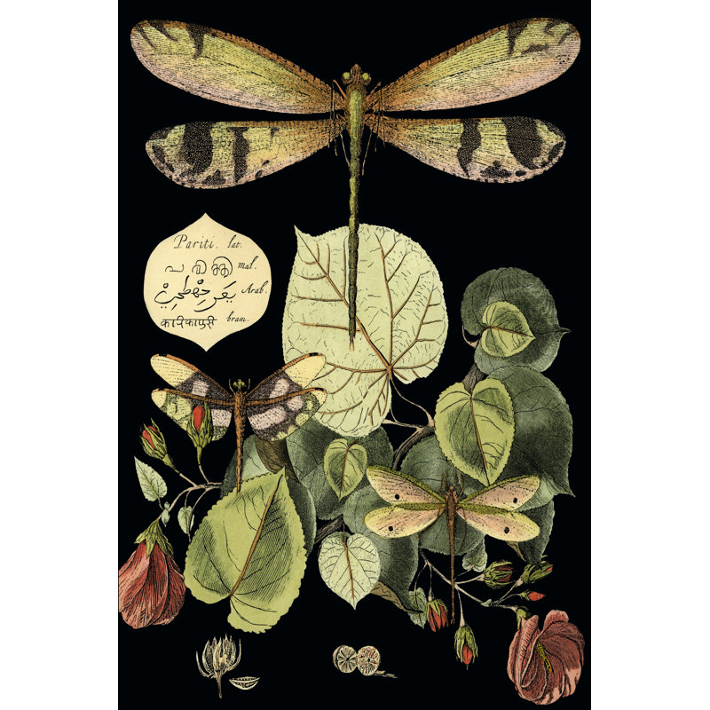 Whimsical Dragonfly On Black II by Vision Studio - Wrapped Canvas Painting, 30cm H x 20cm W