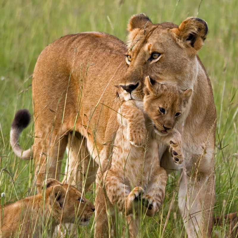 Lioness Carrying Cub by WLDavies - No Frame Print on Canvas, 76cm H x 76cm W
