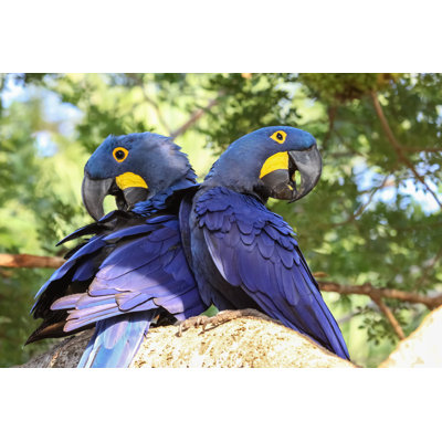 " Hyacinth Macaws " by Uwe-Bergwitz