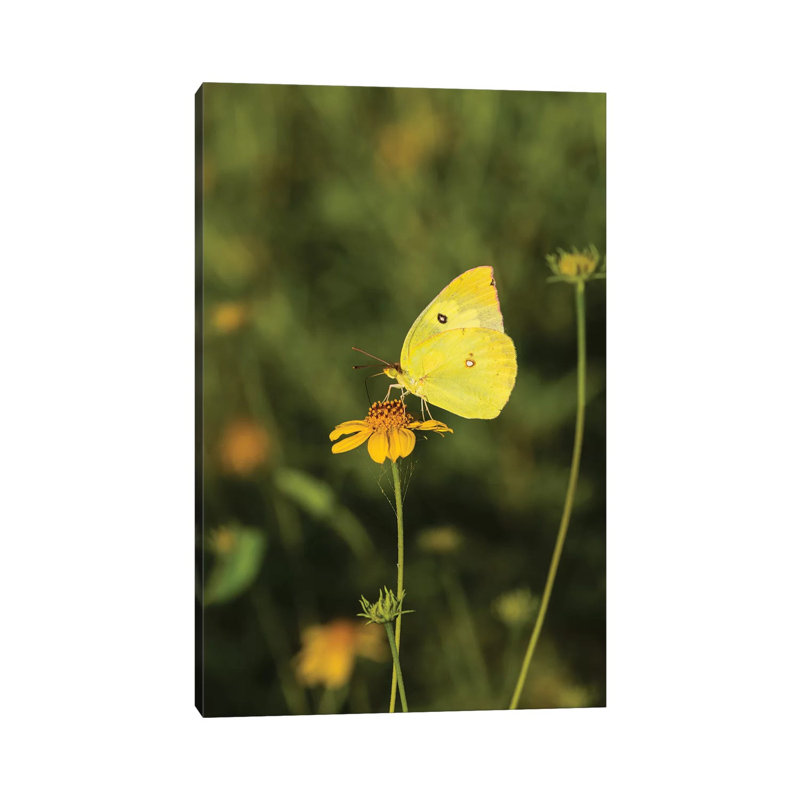 Southern Dogface (Colias Cesonia) Butterfly Feeding by Larry Ditto - Wrapped Canvas Print