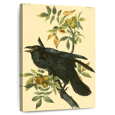 Grand corbeau des oiseaux d'Amérique