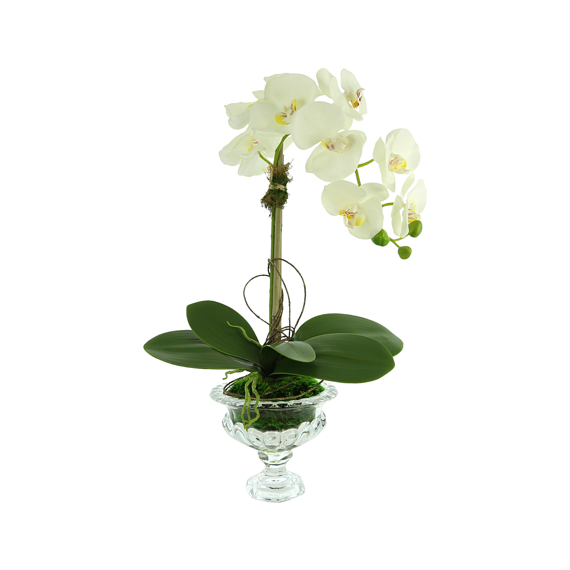 Primrue Orchid Arrangement In A Glass Pedestal Vase With Orchid Leaves ...