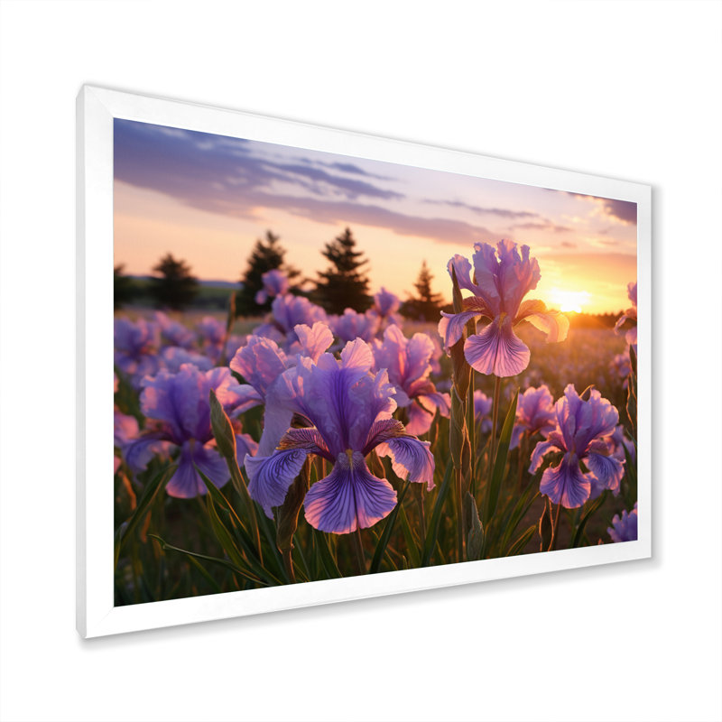 Champ d'iris mauve avec coucher de soleil II, H 24 po x l 32 po x P 1 po, Cadre simple blanc