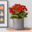Leaf Embossed Hanging Cylinder Round Planter