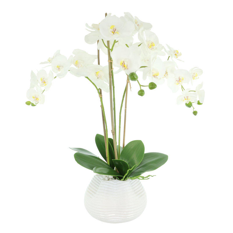 Arrangement floral orchidée en pot